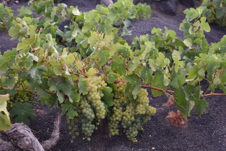 Comenzó la vendimia en Lanzarote