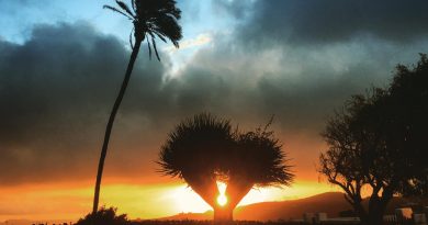 Palmera de El Grifo