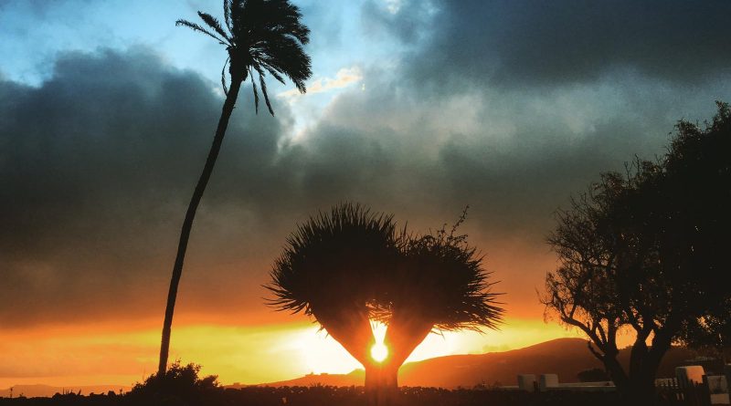 Palmera de El Grifo