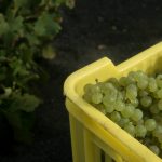 Las bodegas muestran voluntad de comprar toda la uva de este año