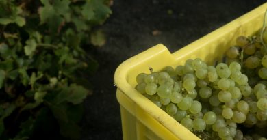 Uva para las bodegas