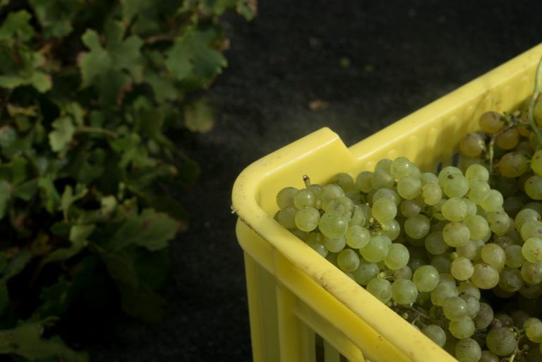 Uva para las bodegas