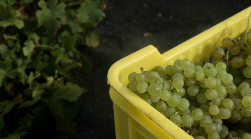 Uva para las bodegas