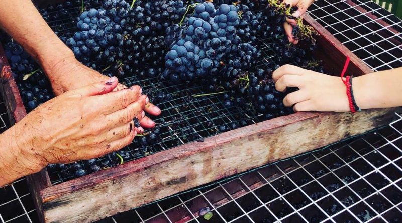 Bodega La Mareta
