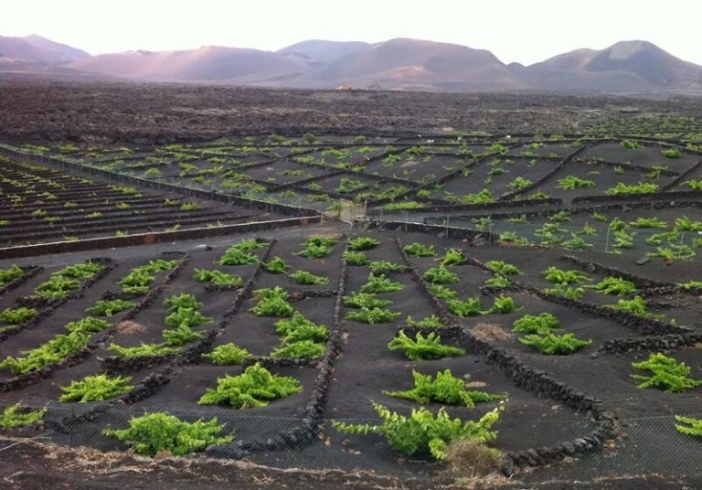 Viñedos en La Geria