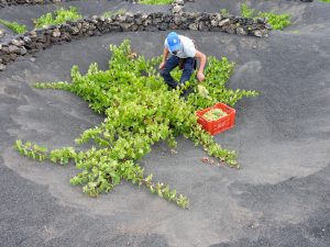 comerenlanzarote.com Vendimia en Vega de Yuco