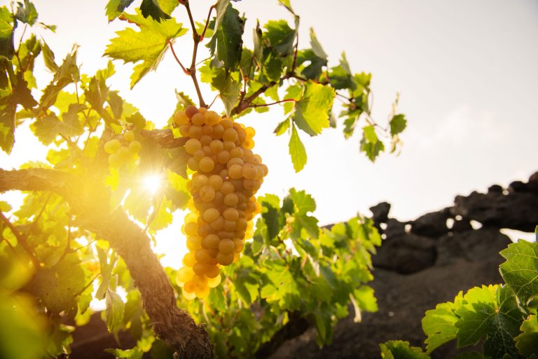 comerenlanzarote.com Los vinos de Lanzarote triunfan en CINVE 2026