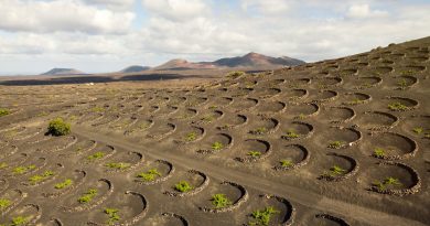 comerenlanzarote.com La Geria