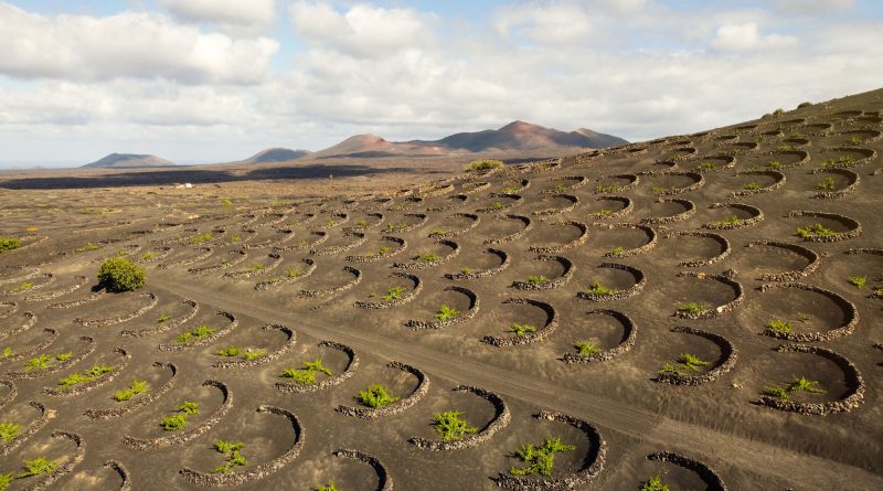 comerenlanzarote.com La Geria