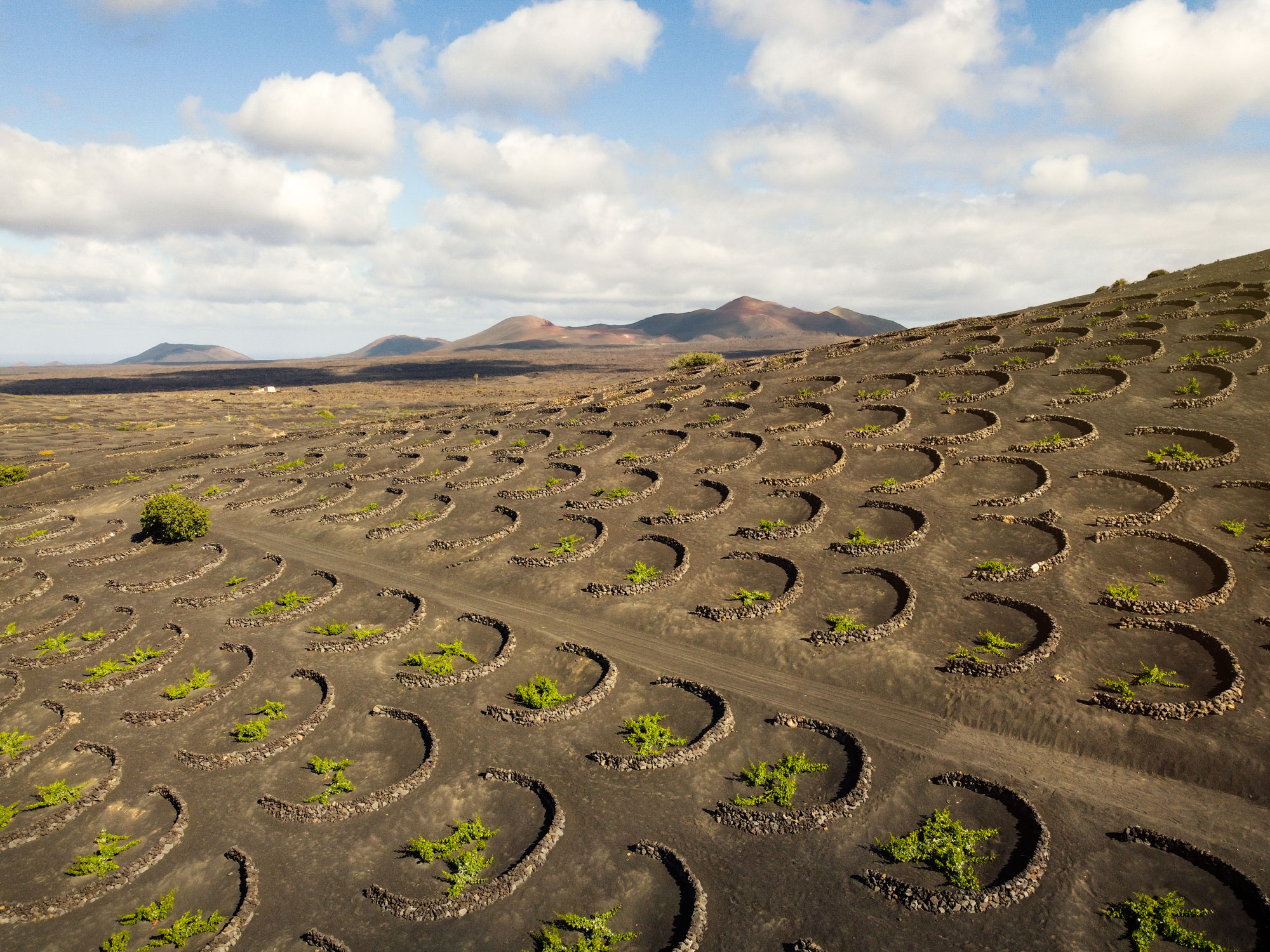 Lanzarote suma siete medallas entre los vinos extremos