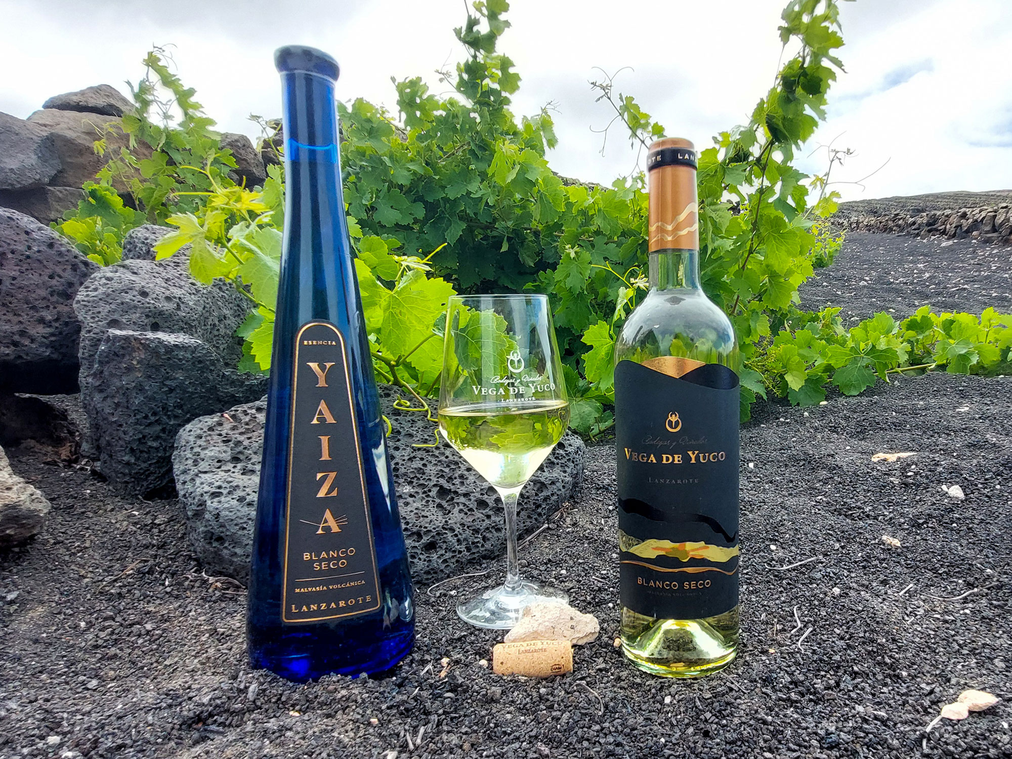 Vega de Yuco estrena los primeros vinos de 2026