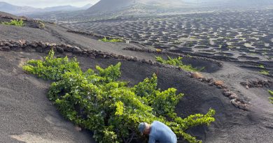 comerenlanzarote.com Vendimia en Lanzarote