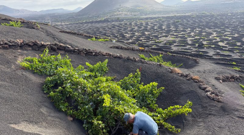 comerenlanzarote.com Vendimia en Lanzarote