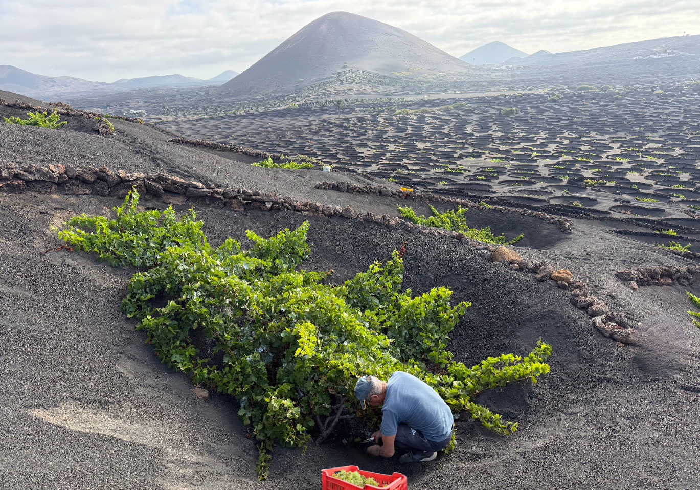 El viñedo de Lanzarote respira tras dos años difíciles